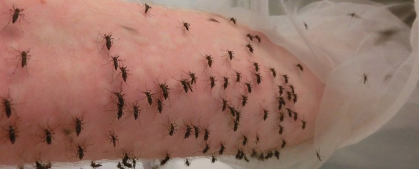 Tak karmi się komary w warunkach laboratoryjnych. Fot. Perran Ross /materiały prasowe
