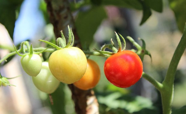 Tak krzyczą zestresowane rośliny. Posłuchaj!