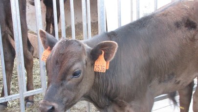 Tak mieszkają wagyu, czyli najdroższe krowy świata. Zobacz zdjęcia