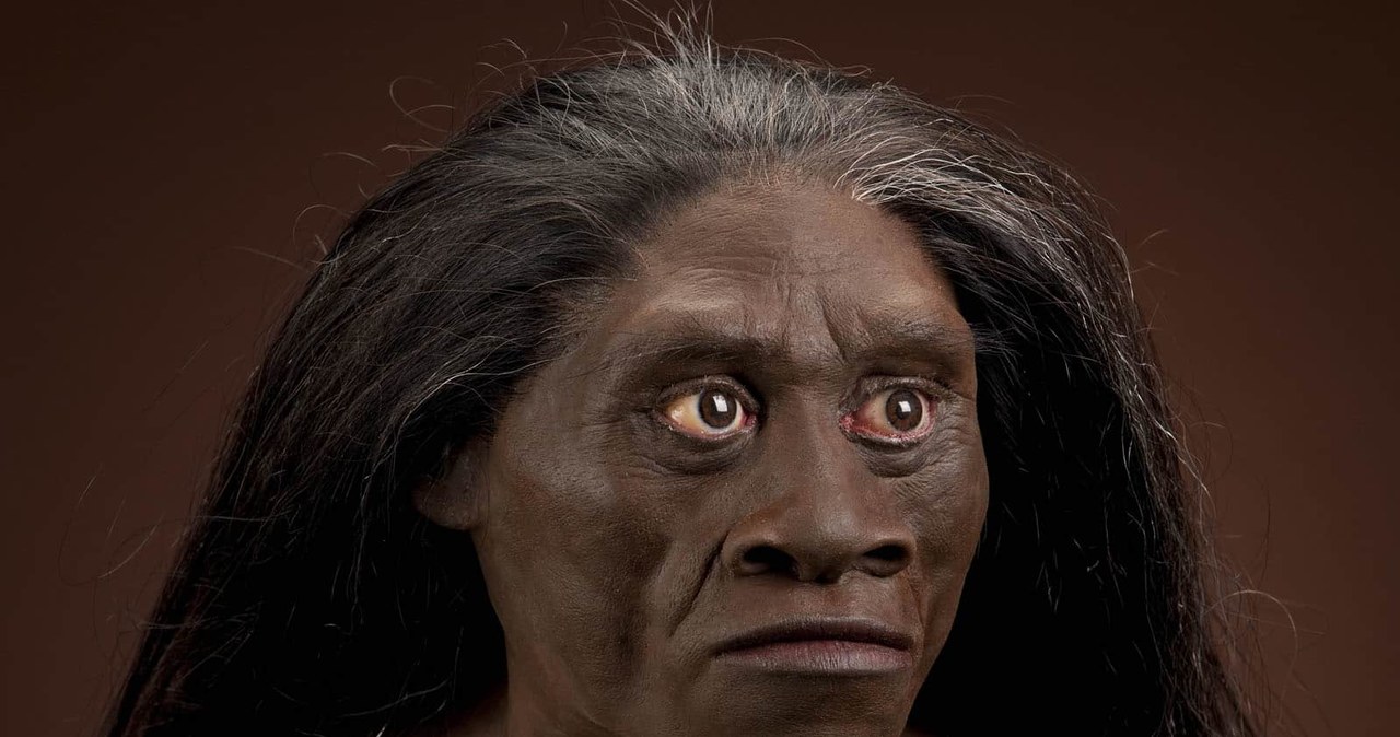 Tak mogli wyglądać przedstawiciele gatunku Homo floresiensis /materiały prasowe
