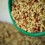 Tak możemy uratować m.in. wymierające ptaki. Sposób zaskakuje