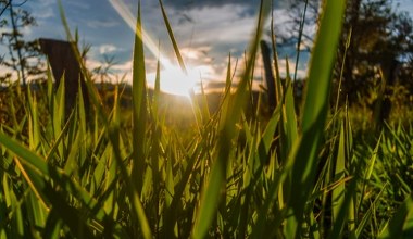 Tak można uratować trawnik. Wystarczy prosty trik