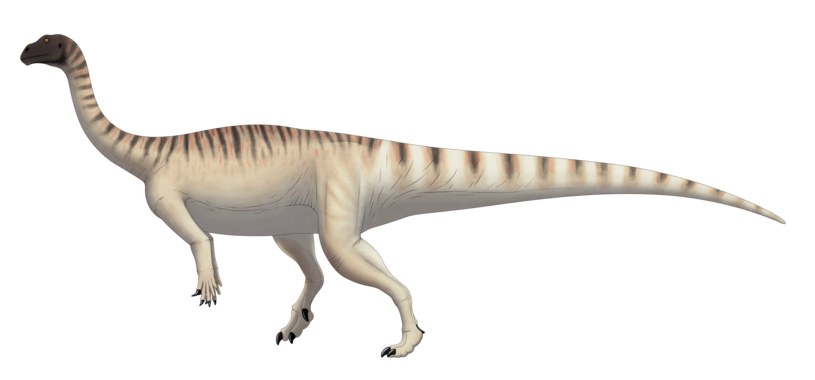 Tak najprawdopodobniej wyglądał dorosły osobnik Mussaurus patagonicus /Wikimedia