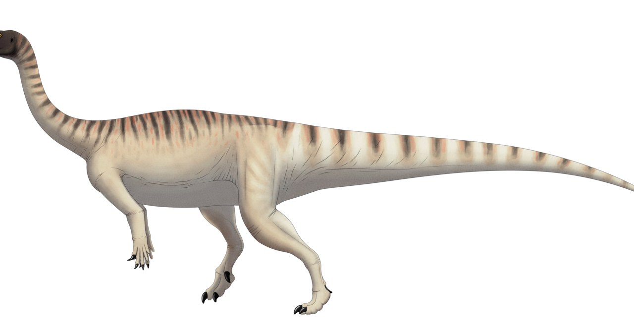 Tak najprawdopodobniej wyglądał dorosły osobnik Mussaurus patagonicus /Wikimedia
