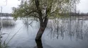Tak natura może nas obronić przed Rosją. Zaskakujący pomysł przyrodników