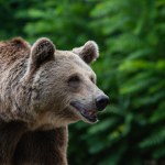 niedźwiedzie Tak niedźwiedź reaguje na człowieka. Polski naukowiec pokazał nagranie