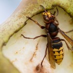 ​Tak ochronisz się przed szerszeniami wpadającymi do domu. Ten zapach je odstrasza