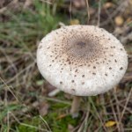 muchomor sromotnikowy Tak odróżnisz kanie od sromotnika. Szczegóły mają znaczenie