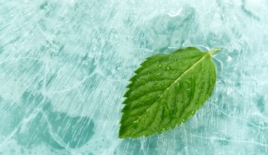 Tak oszukuje nas mięta. Naukowcy odkryli odwieczną tajemnicę