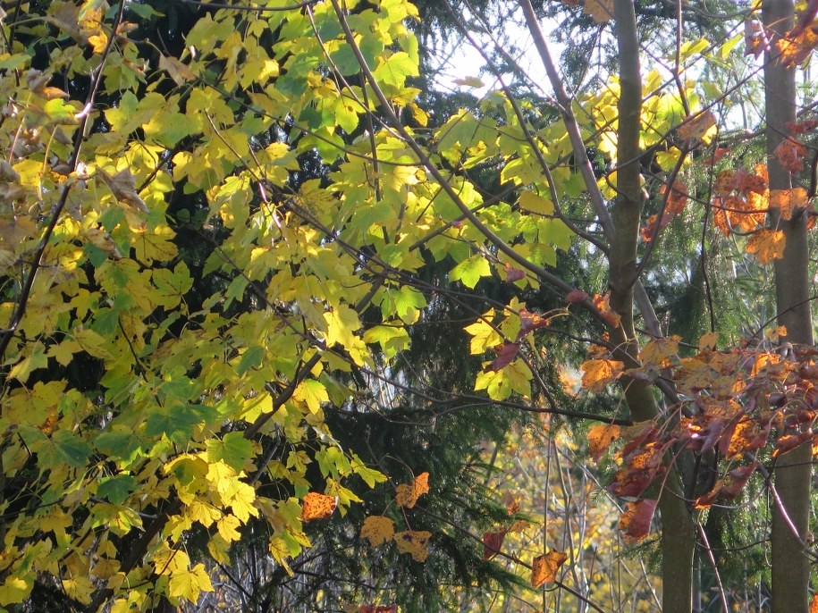 Tak piękny był październik w Tatrach /Maciej Pałahicki /RMF FM