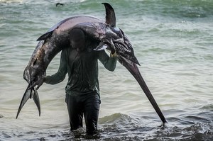 Tak pływa i poluje najszybsza ryba świata