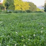 Tak pozbędziesz się chwastów bez szkód dla trawnika. Ogród będzie wyglądał perfekcyjnie