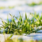 Tak pozbędziesz się mchu z trawnika. Jeden zabieg zmienia jakość murawy