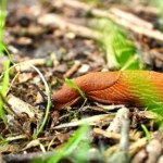 Tak pozbywam się ślimaków z ogrodu. Rozsypuję to po każdym deszczu