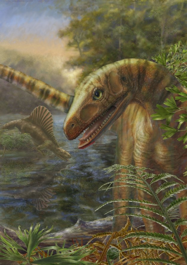 Tak prawdopodobnie wyglądał Asilisaurus. &nbsp; /Rys. M.H. Donnelly (Field Museum)