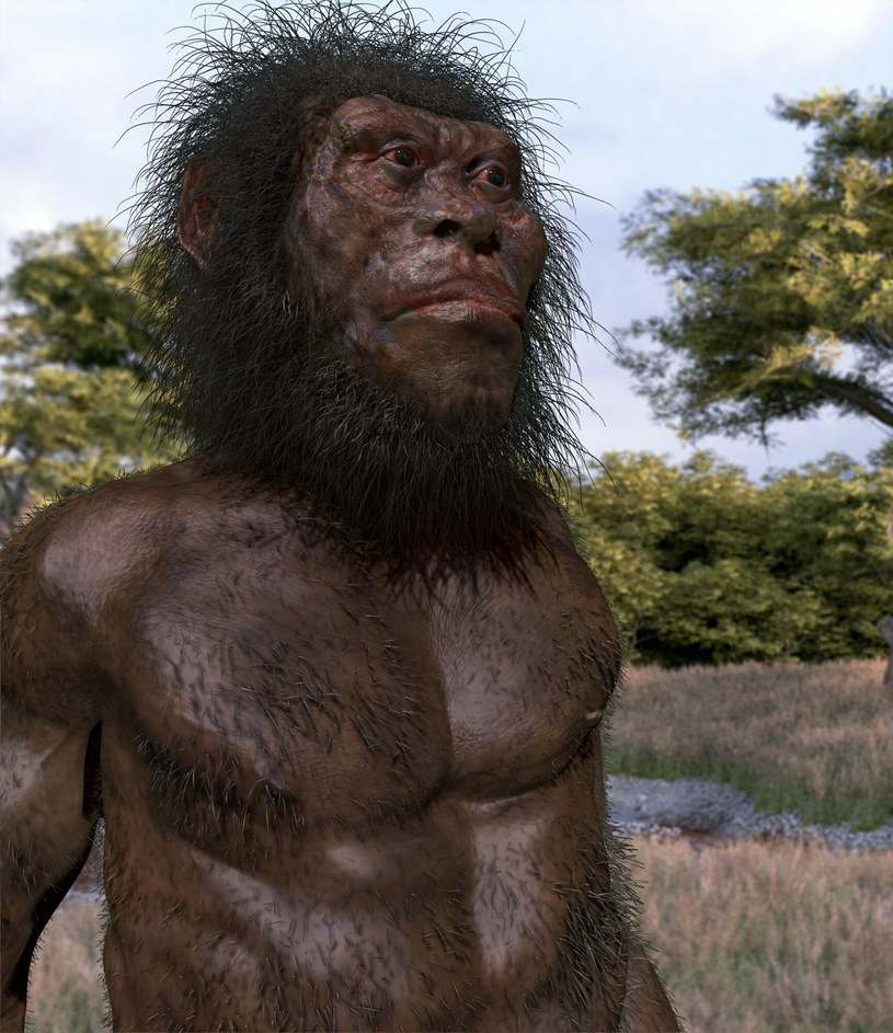 Tak prawdopodobnie wyglądał gatunek Homo naledi. Naukowcy są pewni, że chodził w pozycji wyprostowanej. /East News
