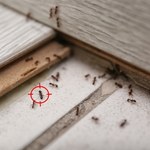 Tak przepędzisz mrówki z balkonu. Wystarczy kilka kuchennych odpadków