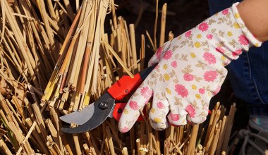 Tak przytnij trawy ozdobne na wiosnę. Jeden trik i będą bujnie rosły 