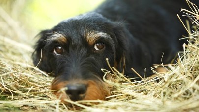 Tak, psy "kupują nas" swoimi minami...