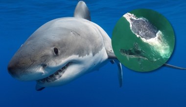 Tak rekiny rozszarpują ciało wieloryba. Nagranie mrozi krew w żyłach