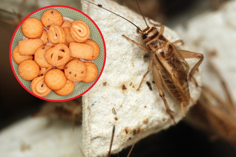 Tak rozpoznasz, czy dany produkt został zrobiony z robaków. Ważny jeden symbol 