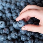 Tak rozpoznasz, które borówki są słodkie. Banalny test bez próbowania
