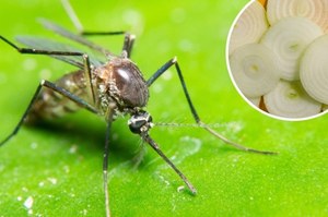 Tak skutecznie odpędzisz komary. Pięć domowych sposobów