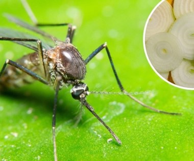 Tak skutecznie odpędzisz komary. Pięć domowych sposobów
