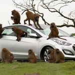 Tak testować samochody mogą tylko małpy