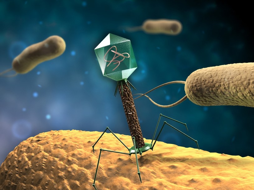 Tak wygląda bakteriofag /123RF/PICSEL
