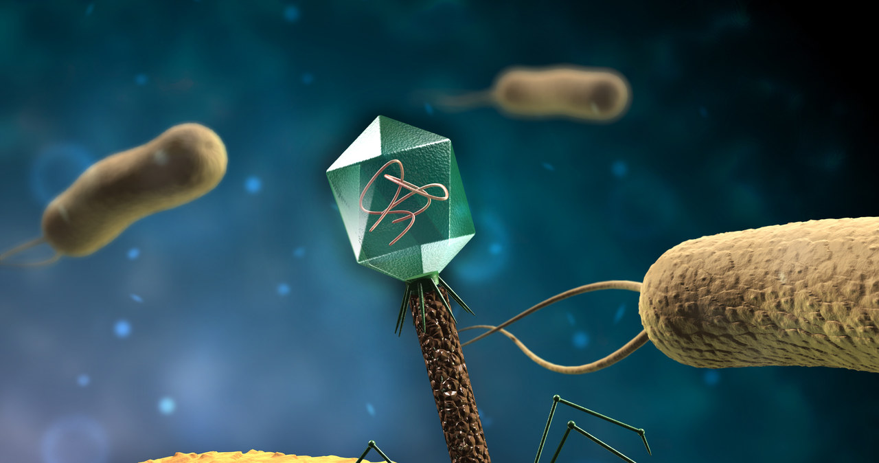 Tak wygląda bakteriofag /123RF/PICSEL