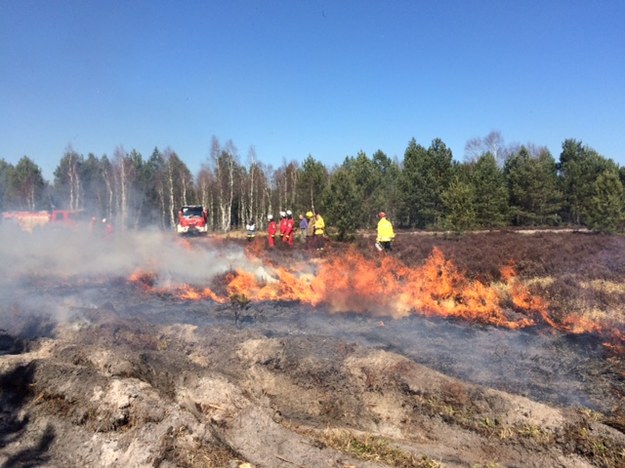 Tak wygląda pożar w Parku Krajobrazowym obok Przemkowa. /Bartek Paulus /RMF FM