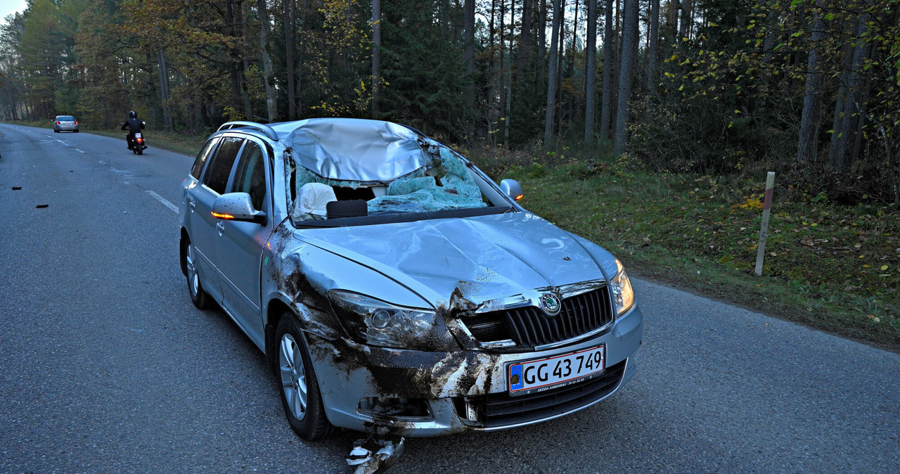 Tak wygląda samochód po zderzeniu z łosiem. Uszkodzenia przodu są niewielkie, najbardziej cierpi kabina /Piotr Płaczkowski /Reporter