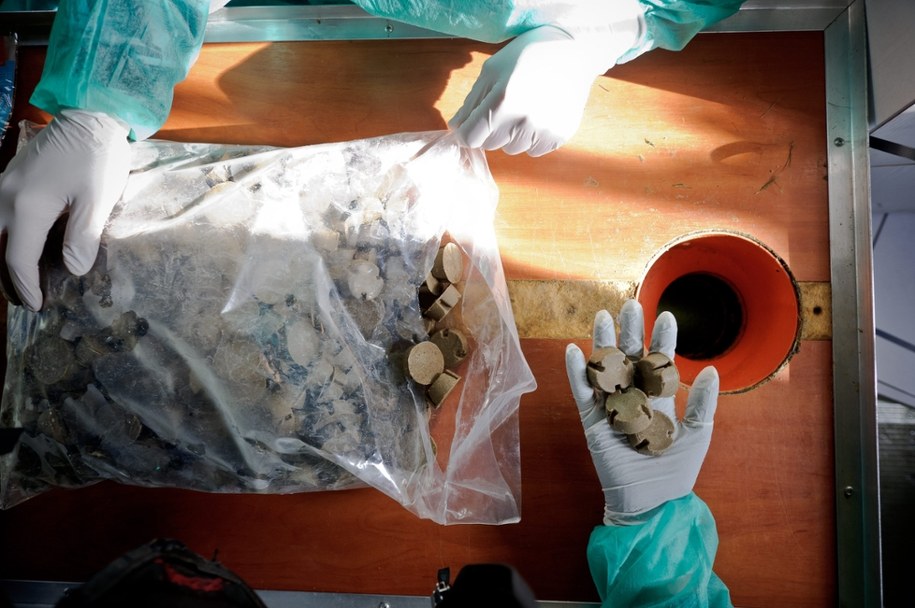 Tak wygląda szczepionka dla lisów /Wojciech Pacewicz /PAP