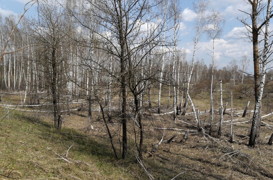 Tak wygląda teraz las w pobliżu elektrowni /SERGEY DOLZHENKO /PAP/EPA