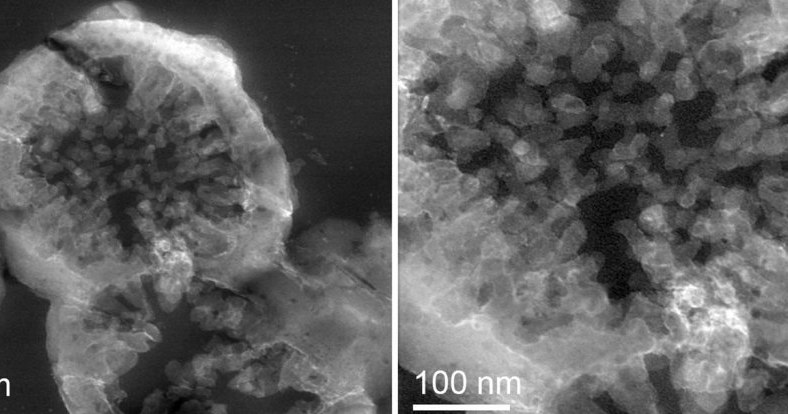 Tak wyglądają organizmy M.sedula wyhodowane na fragmentach marsjańskiego meteorytu /materiały prasowe