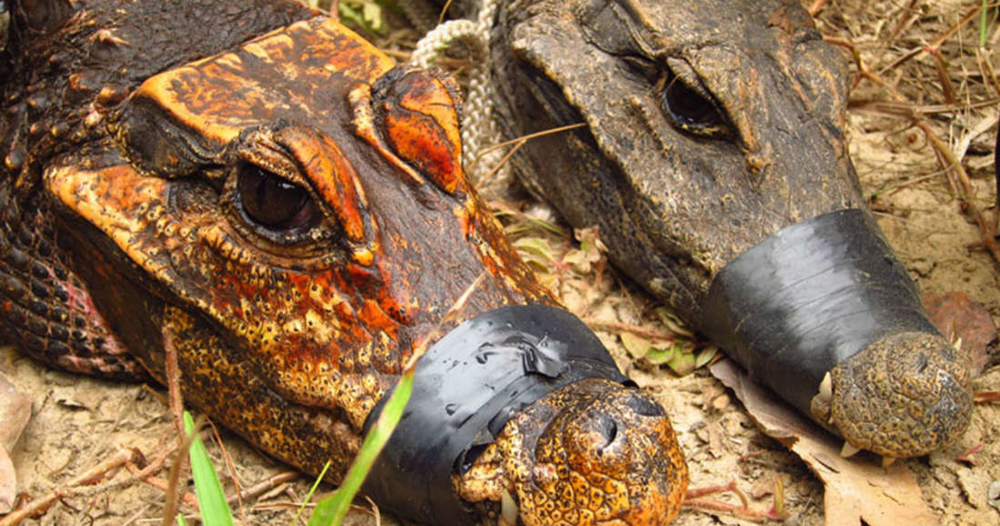 Tak wyglądają pomarańczowe krokodyle karłowate z Gabonu /materiały prasowe