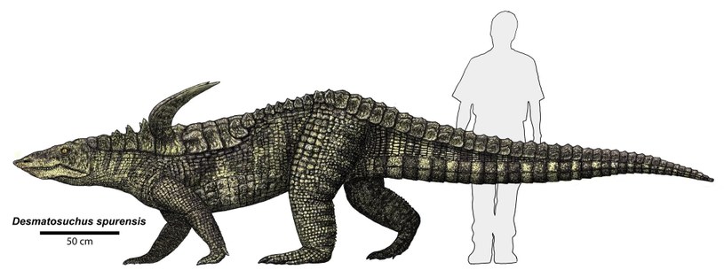 Tak wyglądał opancerzony Desmatosuchus, z wielkimi kolcami na karku / WikimediaImages /Wikimedia