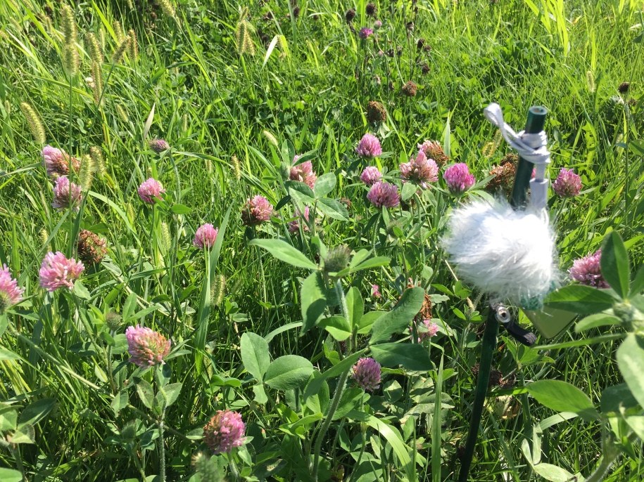 Tak wyglądały mikrofony wykorzystane w czasie eksperymentów /Candace Galen, Ph.D., University of Missouri /Materiały prasowe