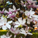 Tak zadbaj w marcu o magnolię, a pokryje się kwieciem. Sąsiedzi będą ci zazdrościć