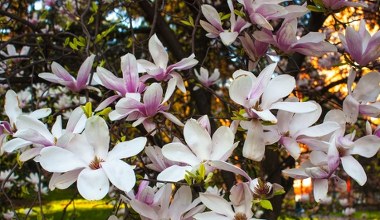 Tak zadbaj w marcu o magnolię, a pokryje się kwieciem. Sąsiedzi będą ci zazdrościć