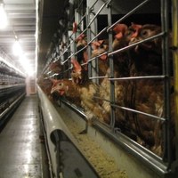 Kury na fermie drobiu w Okupie Małym w Łódzkiem