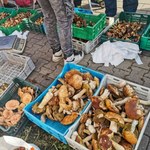 Taka sprzedaż grzybów jest nielegalna. Sanepid wystawi wysoki mandat
