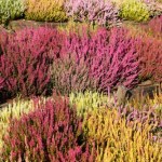 Taką wodą nigdy nie podlewaj wrzosów. Szybko zmarnieją