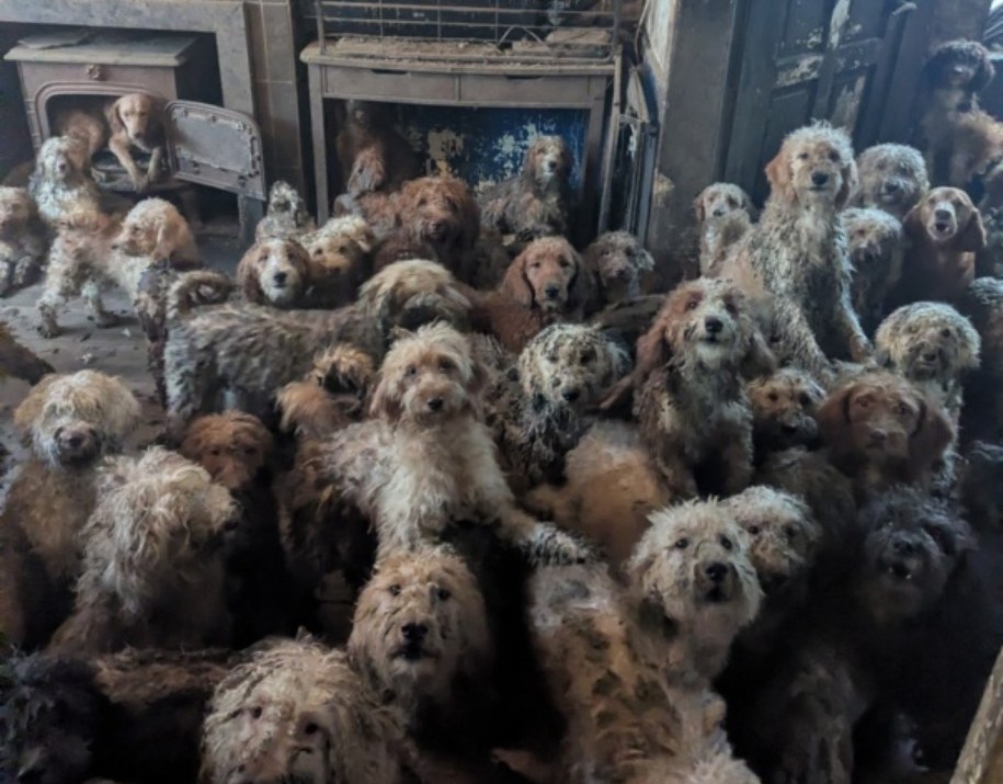 Taki widok zastał w salonie jednego z domów w Wielkiej Brytanii wolonatiusz RSPCA /RSPCA (England & Wales) /Facebook