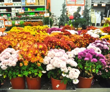 Takich chryzantem nie kupuj. Nie dotrwają nawet do Wszystkich Świętych