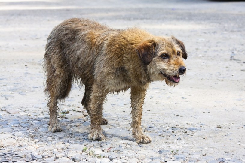 Takich psów jak Odi jest w Polsce znacznie więcej. To od nas zależy, w jakich warunkach przetrwają zimę /123RF/PICSEL