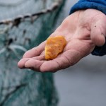 "Takie cudeńka, prawie kilogram". Nad Bałtykiem trwa istny wysyp