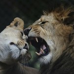Takie lwy w zoo się nie rodzą. Wielkie wydarzenie przy polskiej granicy