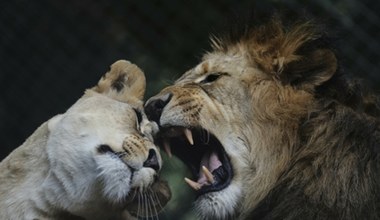 Takie lwy w zoo się nie rodzą. Wielkie wydarzenie przy polskiej granicy